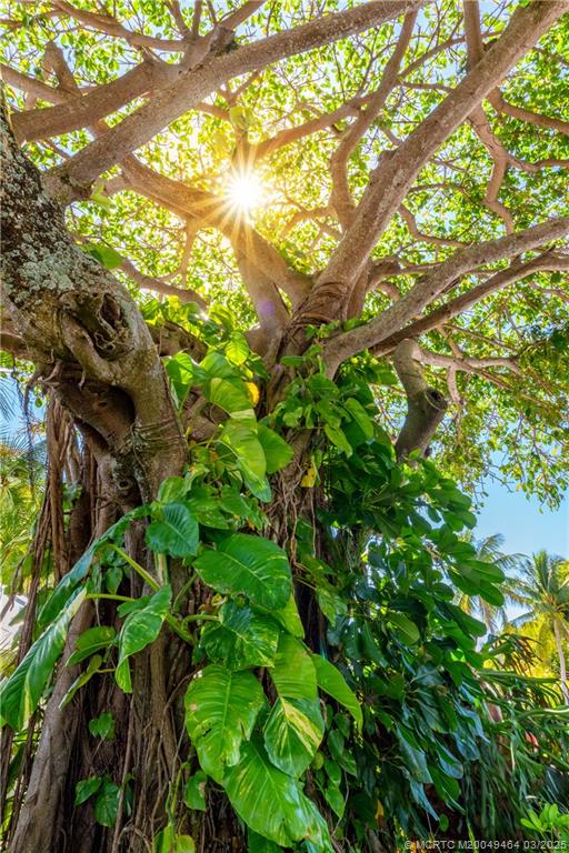 3901 Southeast St Lucie Boulevard, Unit 39 Stuart, FL 34997 - Photo 63 of 70 a backyard of a tree