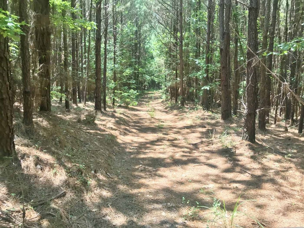 0 Rand Road/ Caston Road Meadville, MS 39653 - Photo 3 of 22 Photo 3