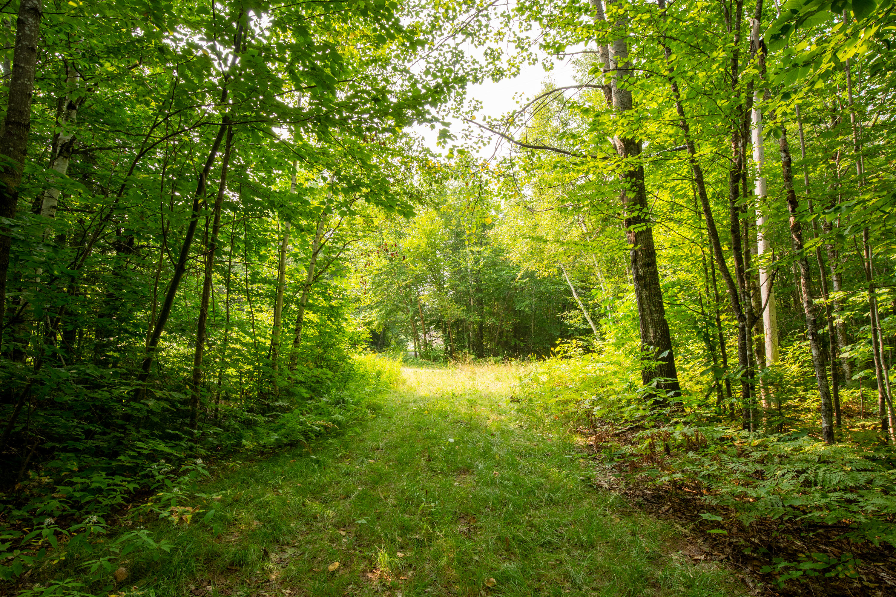 0 Jaquith Pond Road Brownville, ME 04414 - Photo 8 of 37 08-JacquithPond-Brownville-KS