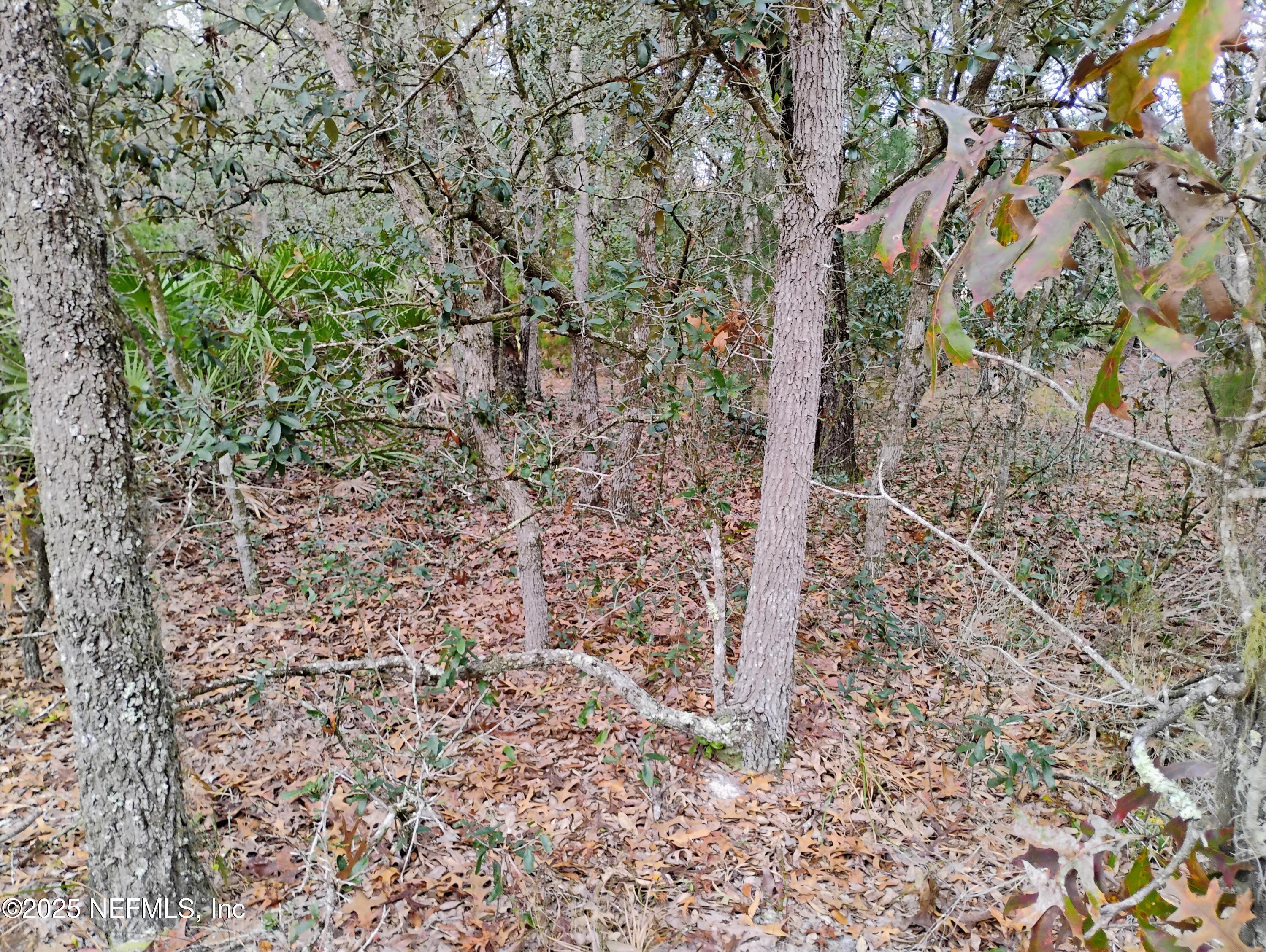 244 Thompson Avenue Interlachen, FL 32148 - Photo 6 of 9 244 Thompson 4