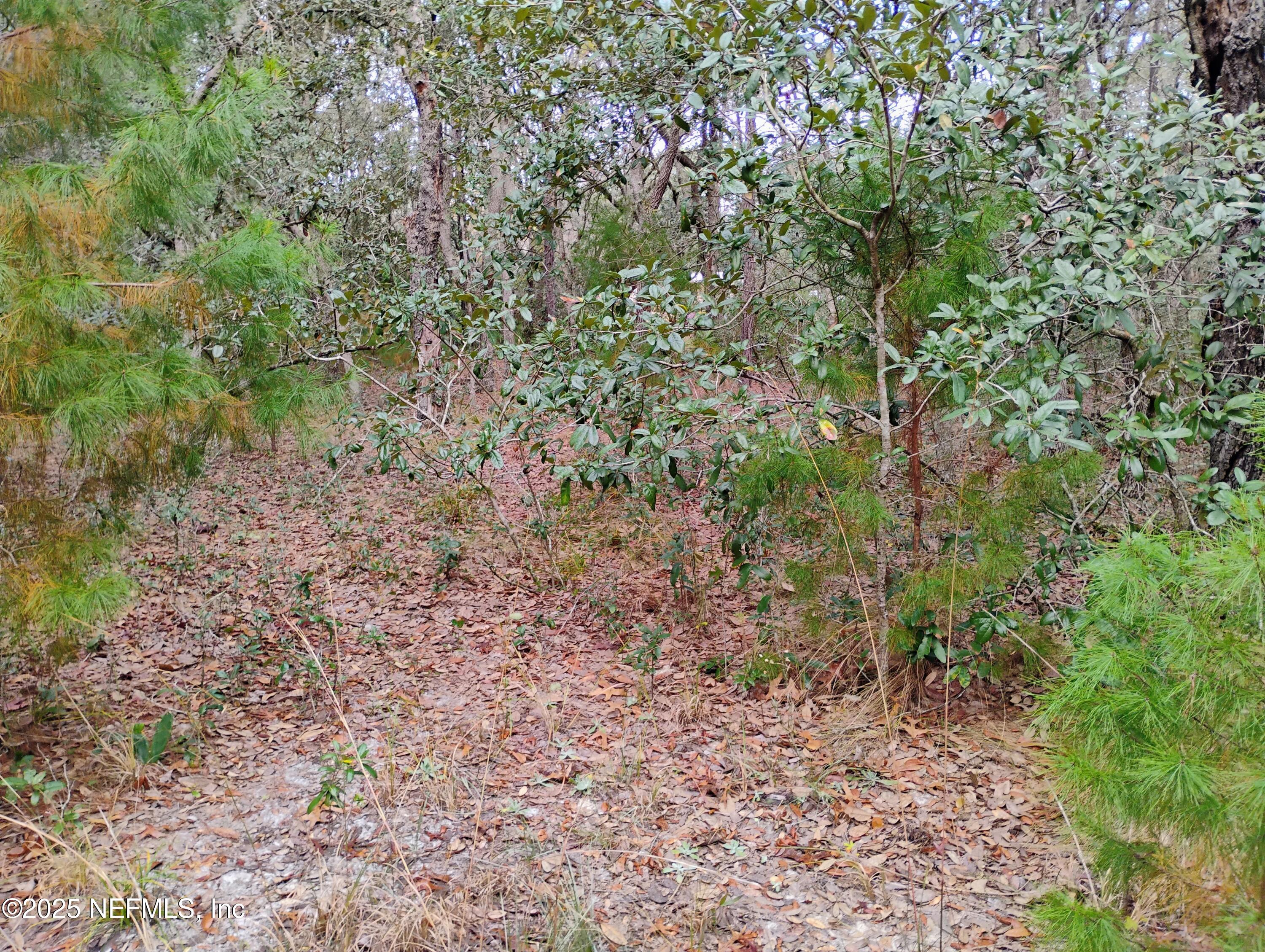 244 Thompson Avenue Interlachen, FL 32148 - Photo 8 of 9 244 Thompson 7