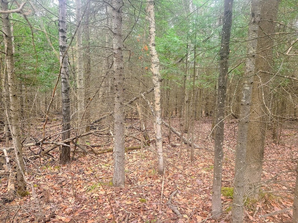 0 Silver Lake Road Saranac, NY 12981 - Photo 5 of 6 Gallery Image 5
