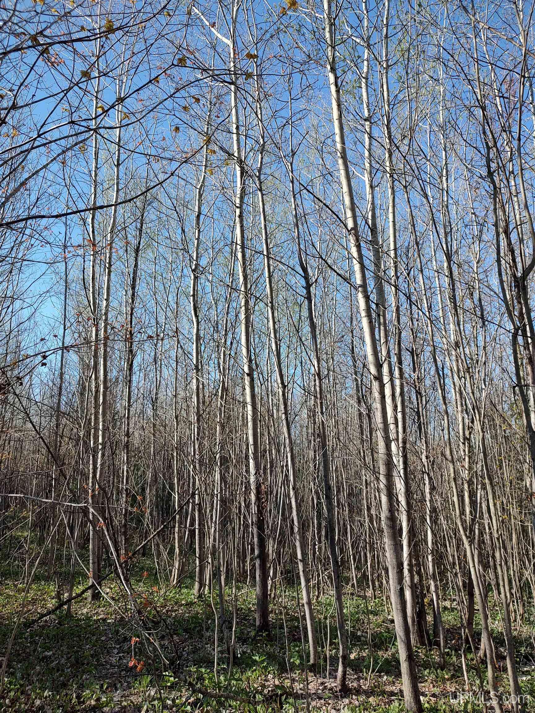 Tbd Tbd Schooner Road Ontonagon, MI 49953 - Photo 24 of 44