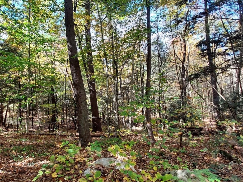 Lot 3 Harknesss Road Amherst, MA 01002 - Photo 6 of 7