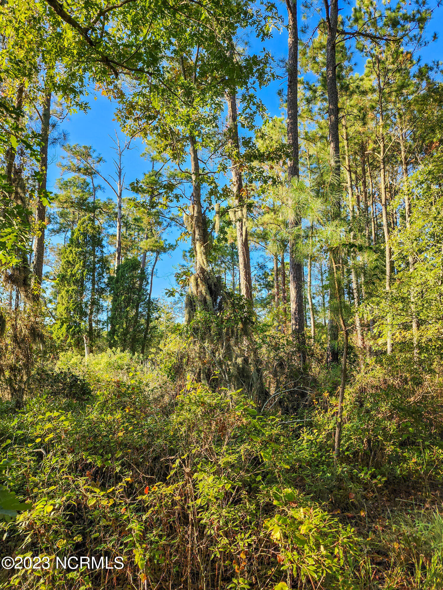 Lot 96 Mcgowan Road Bath, NC 27808 - Photo 13 of 32 20231013_173150