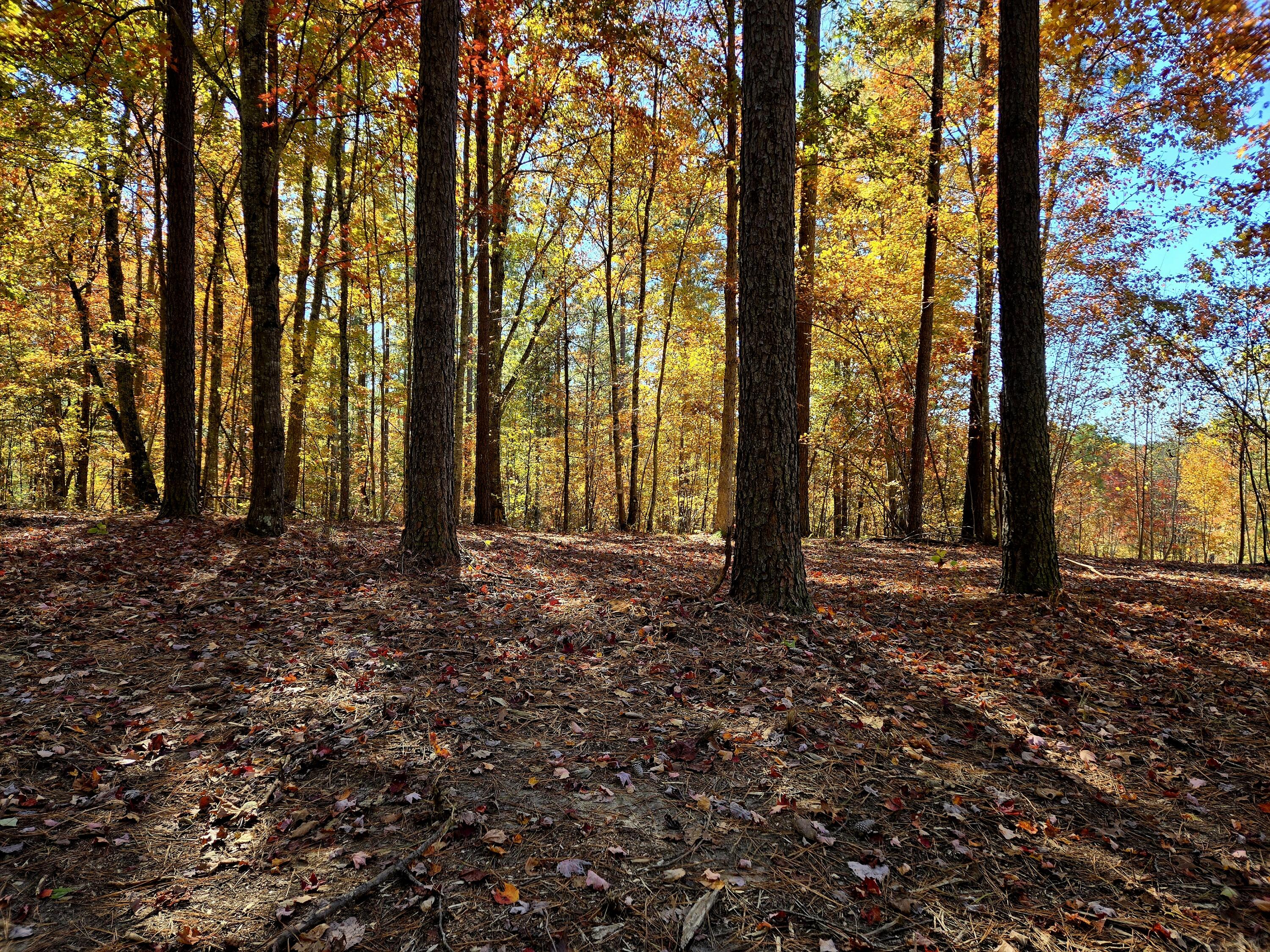 Lot 1070 Birds Eye Way Guild, TN 37340 - Photo 11 of 14 Road Front Boundary
