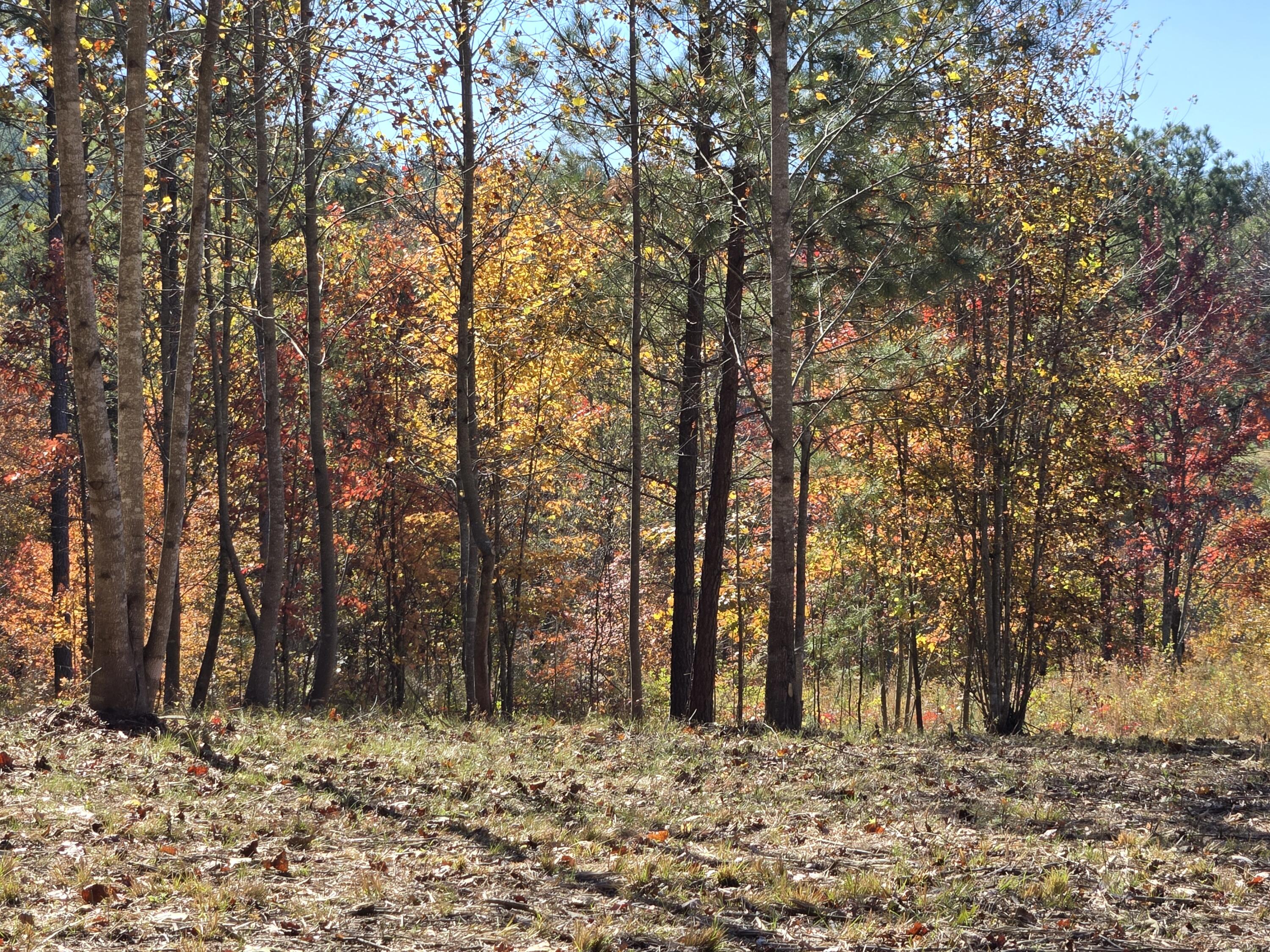 Lot 1070 Birds Eye Way Guild, TN 37340 - Photo 12 of 14 Boundary Tree Line