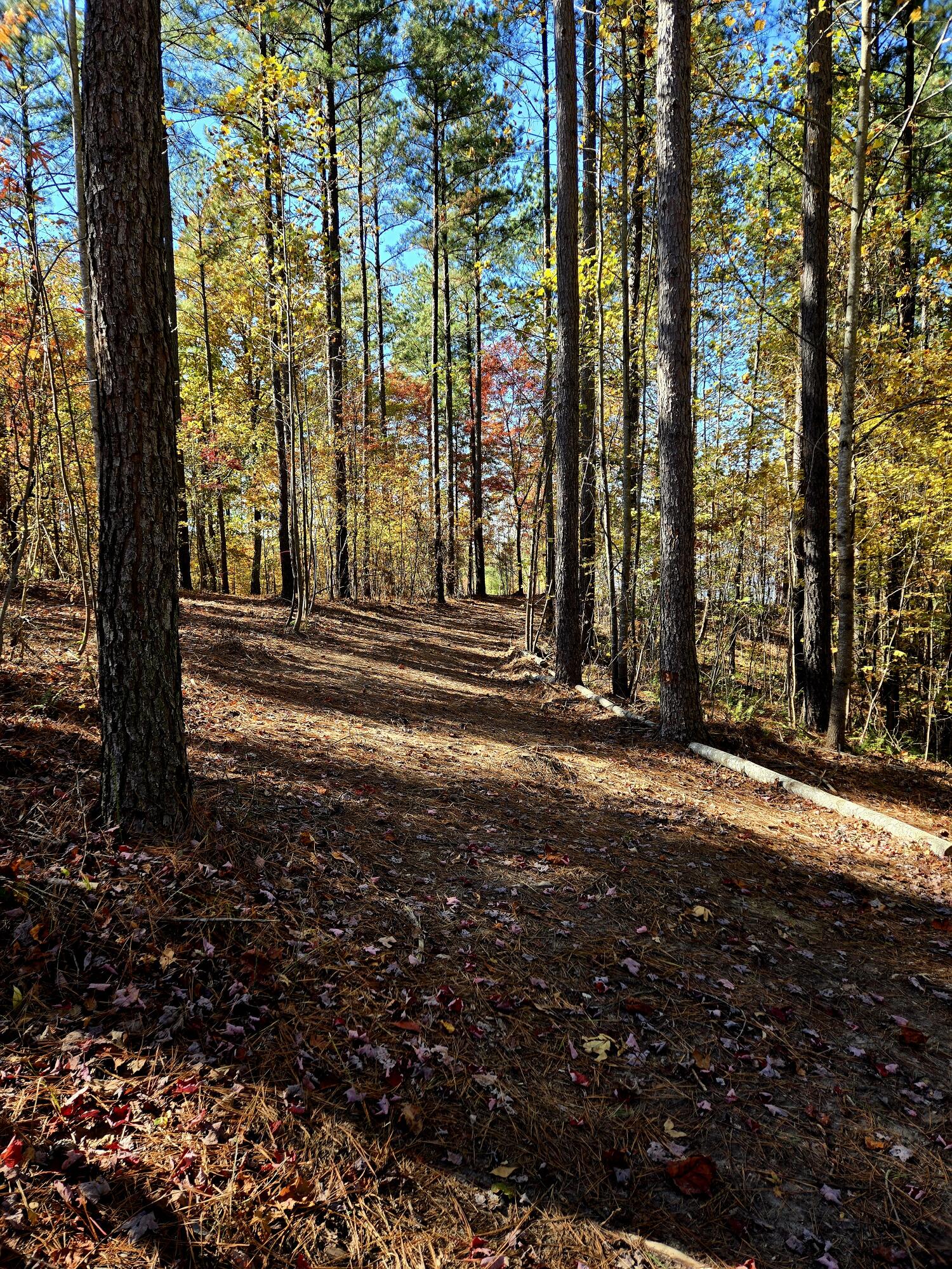 Lot 1070 Birds Eye Way Guild, TN 37340 - Photo 6 of 14 Tree lined driveway - Copy
