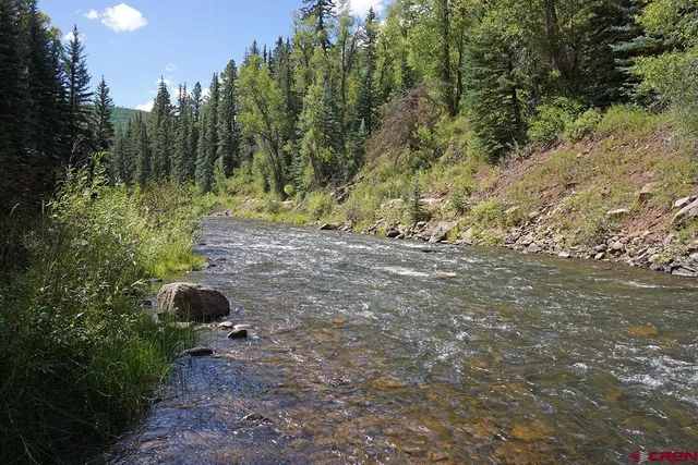 a view of a yard with plants and trees