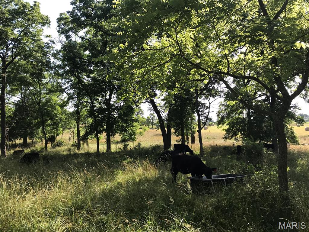 6991 Ely Road Hartville, MO 65667 - Photo 50 of 54