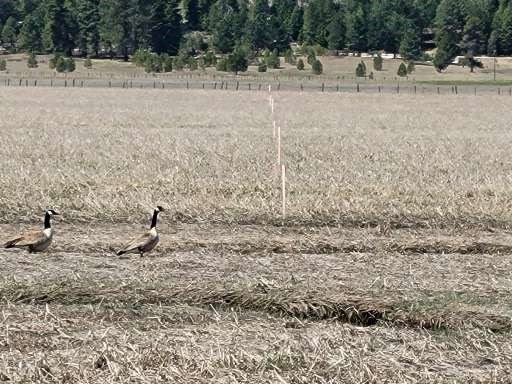 Tbd Gray Lane Cascade, ID 83611 - Photo 5 of 10 Wildlife