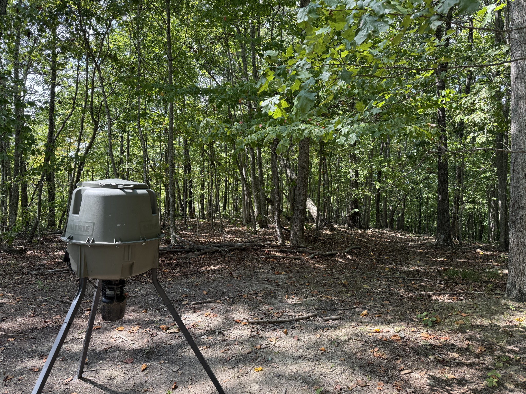 a view of a chairs and table in the backyard