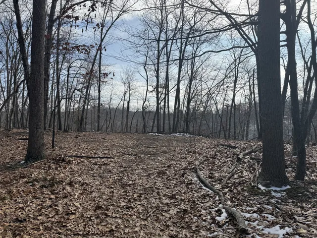 a view of a backyard with large trees