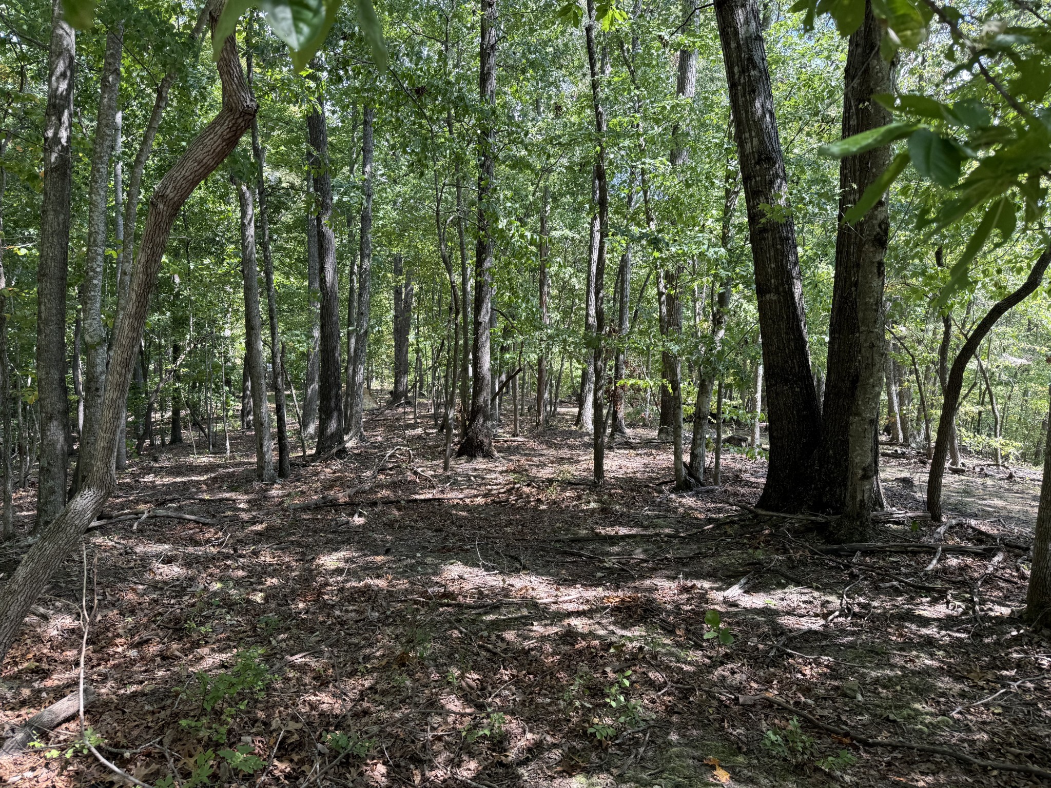 0 Spence Lane Hilham, TN 38568 - Photo 13 of 31 a view of a forest with trees in the background