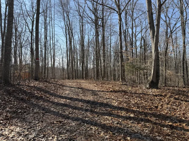 a view of a backyard with trees