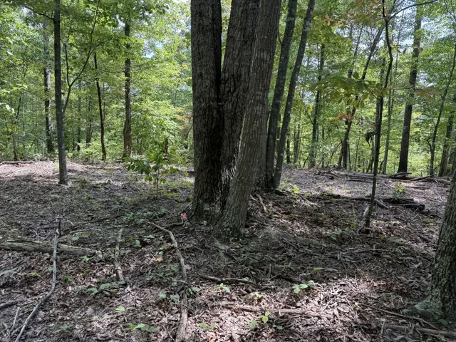 a view of some trees in the forest