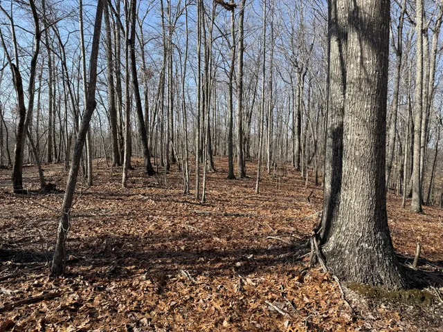 a view of backyard with green space