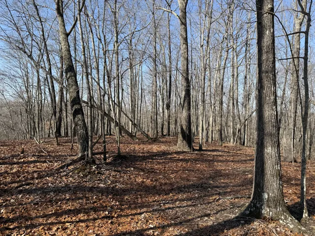 a view of outdoor space and trees