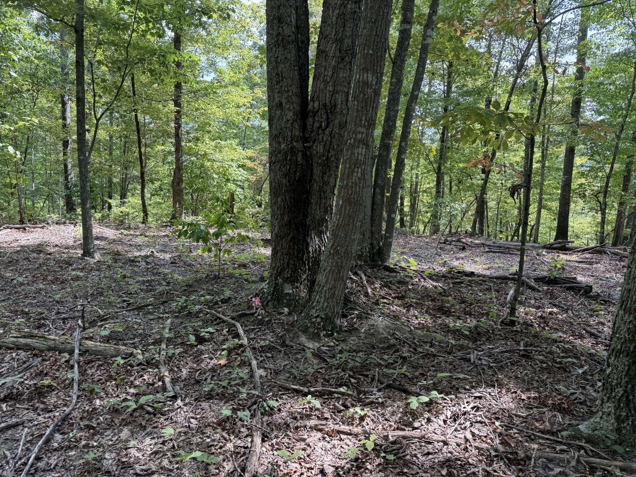0 Spence Lane Hilham, TN 38568 - Photo 23 of 31 a view of some trees in the forest