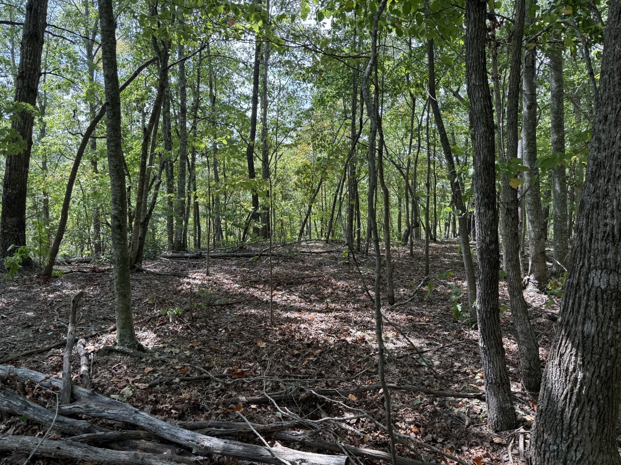 0 Spence Lane Hilham, TN 38568 - Photo 28 of 31 a view of a forest with trees