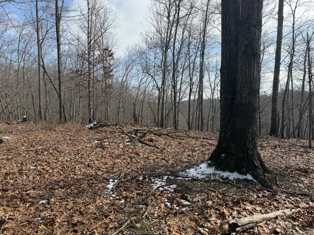 a view of outdoor space and trees