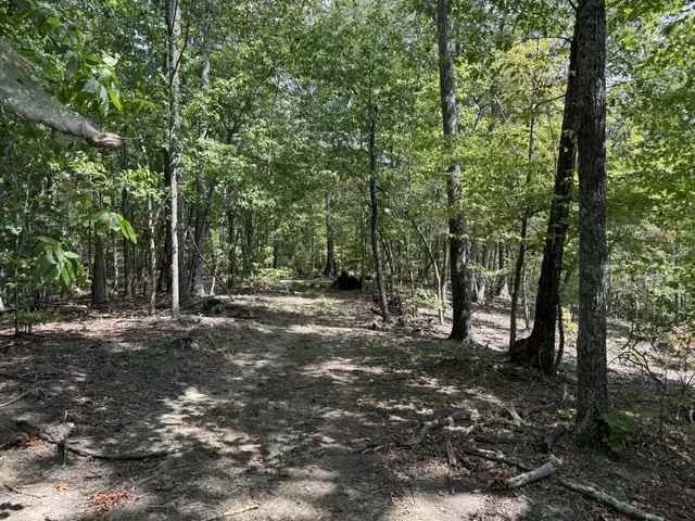 a view of a forest with trees
