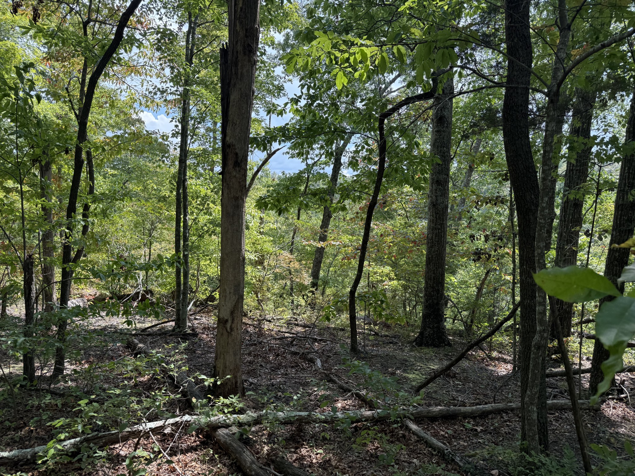 0 Spence Lane Hilham, TN 38568 - Photo 8 of 31 a view of outdoor space and green space