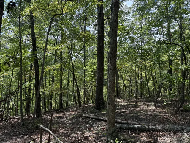 a view of outdoor space and green space