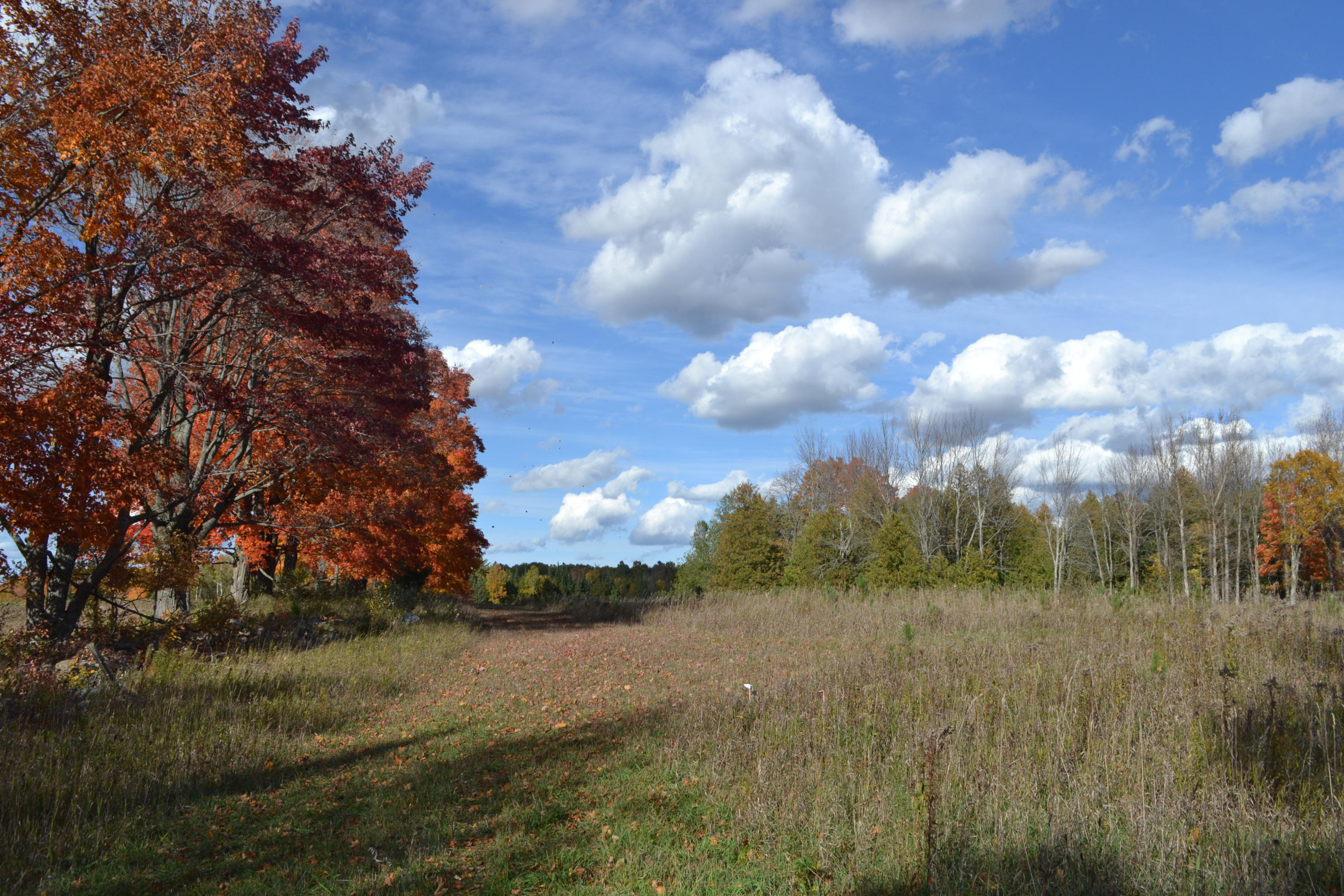 Lumsden Road Lachine, MI 49753 - Photo 12 of 14 Gallery Image 12