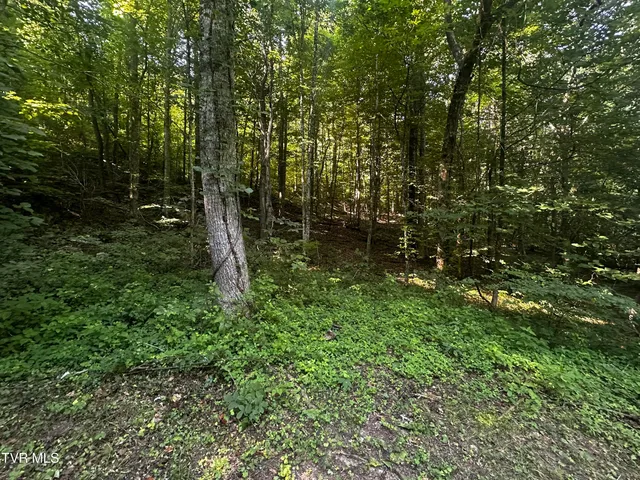 $140,000 | Tbd Clinch Mountain Road, Eidson, TN 37731