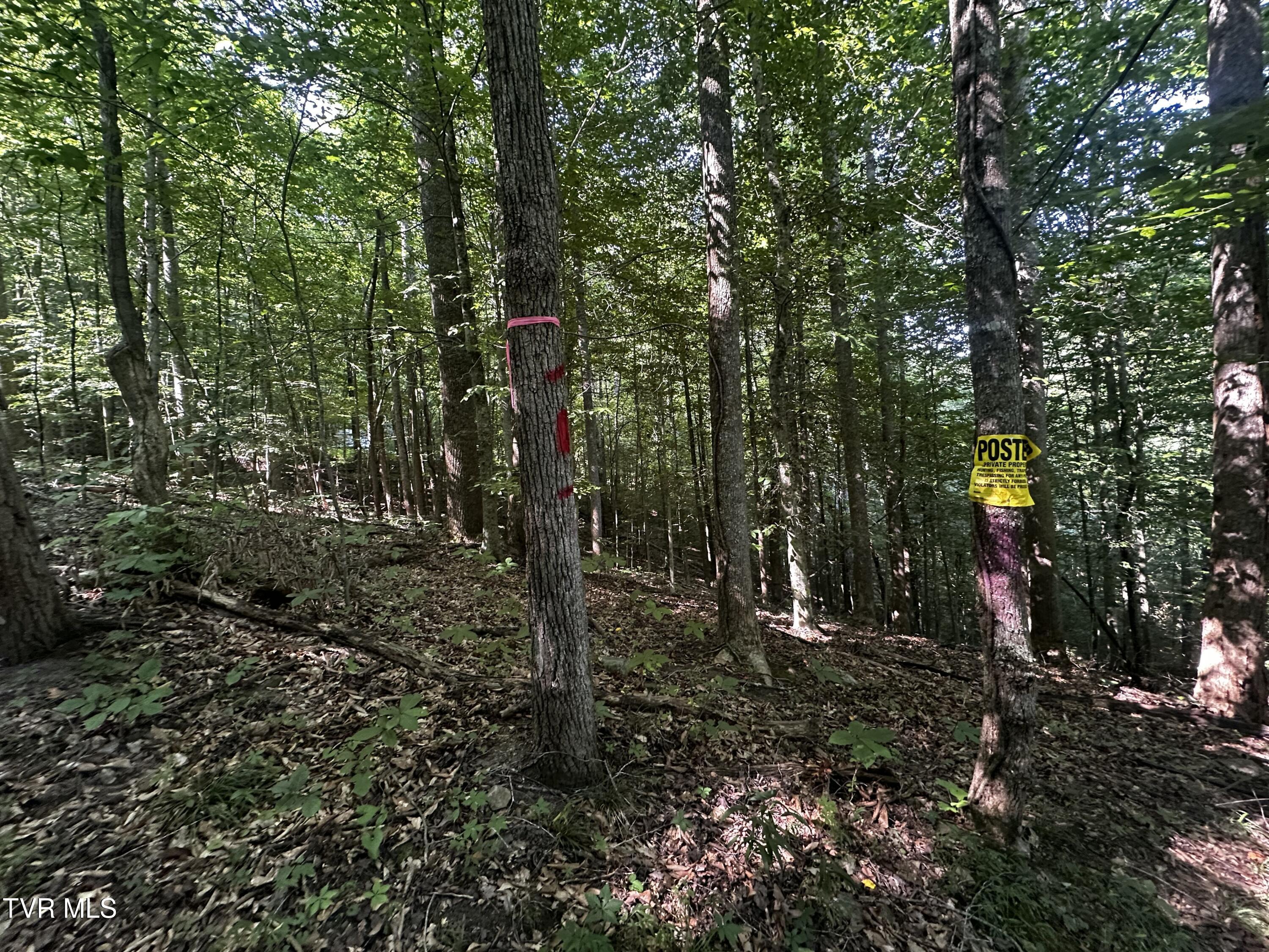 Tbd Clinch Mountain Road Eidson, TN 37731 - Photo 27 of 46 IMG_6611