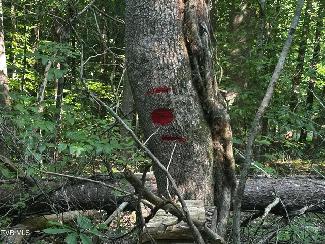 $140,000 | Tbd Clinch Mountain Road, Eidson, TN 37731