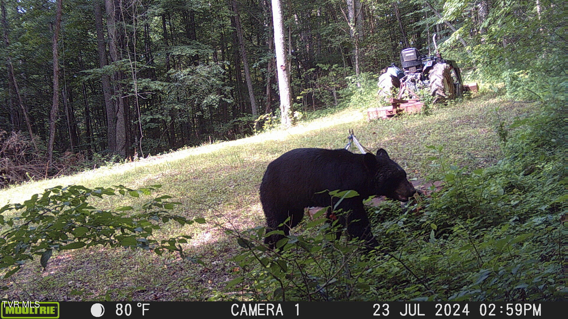 Tbd Clinch Mountain Road Eidson, TN 37731 - Photo 29 of 46 bear pic
