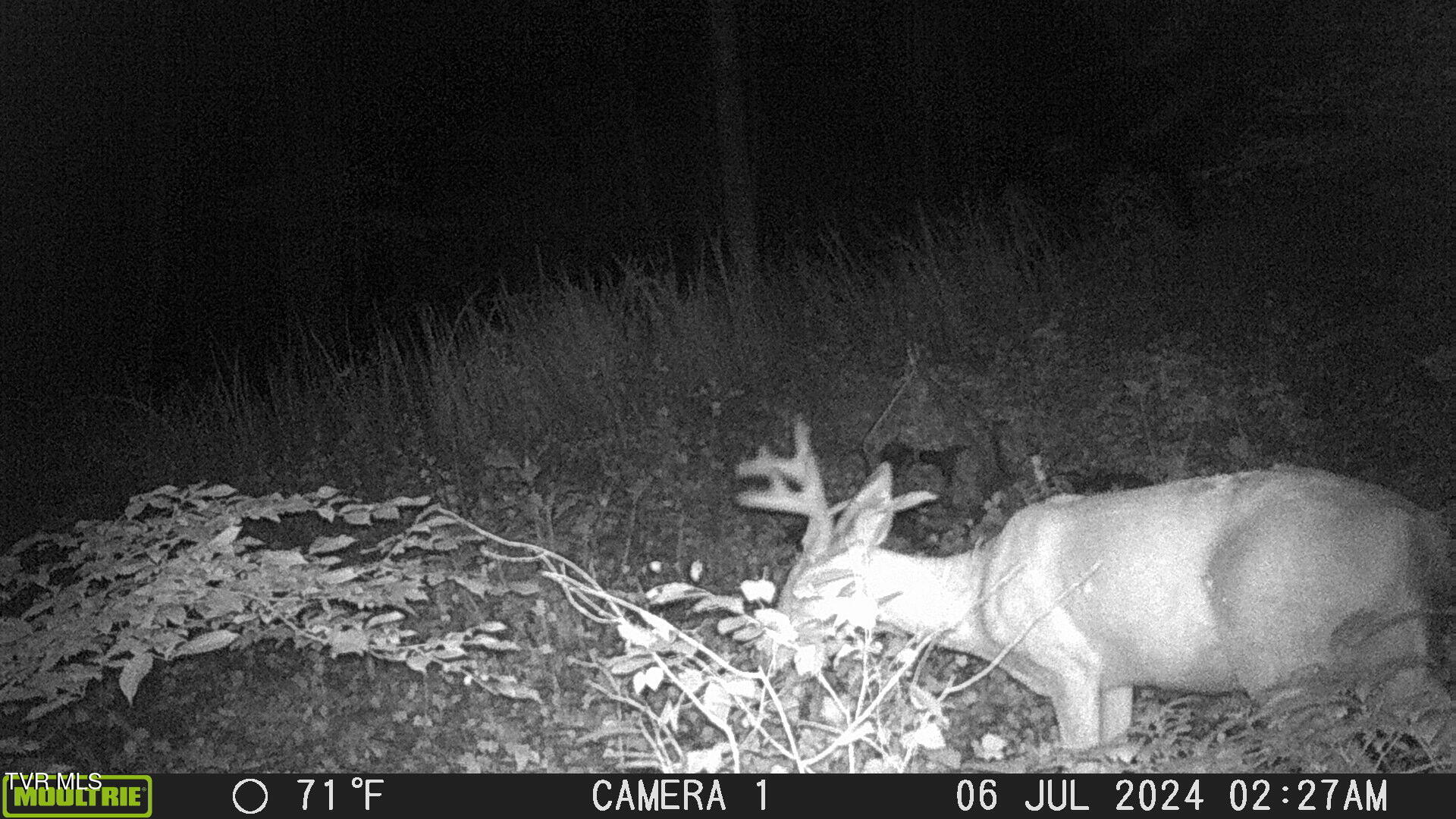 Tbd Clinch Mountain Road Eidson, TN 37731 - Photo 33 of 46 MFDC0427