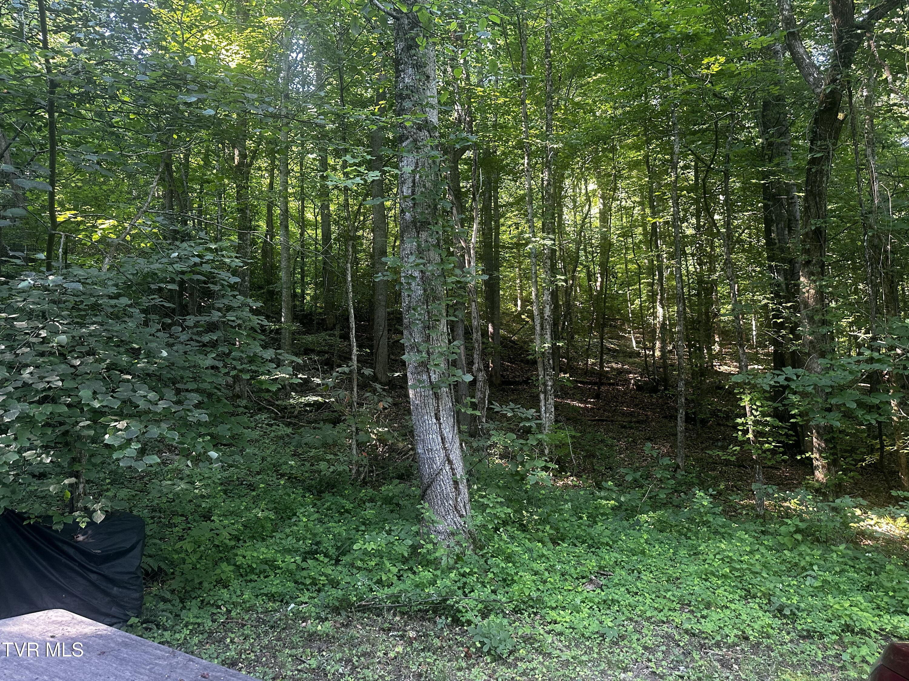 Tbd Clinch Mountain Road Eidson, TN 37731 - Photo 6 of 46 IMG_6601