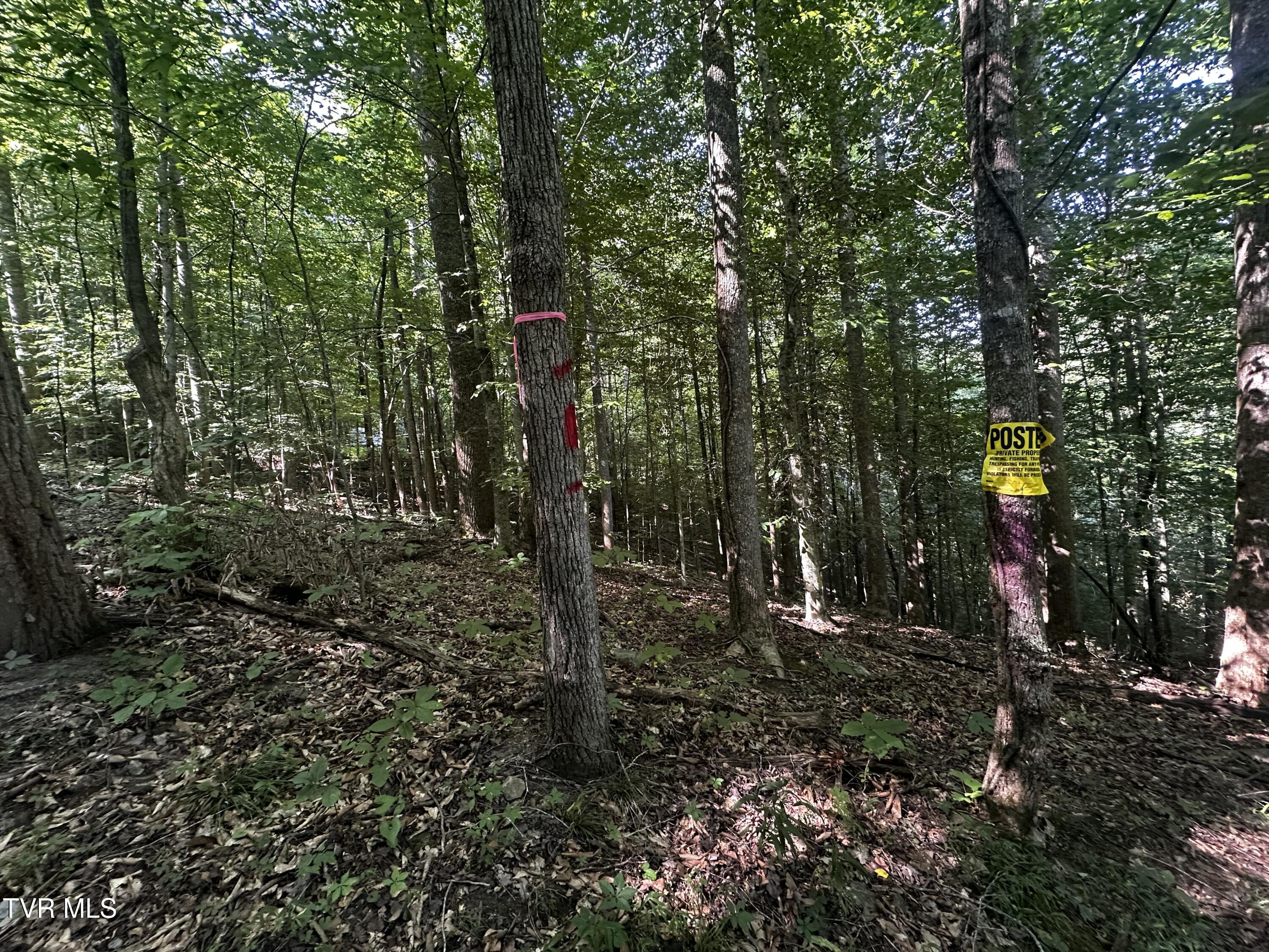 Tbd Clinch Mountain Road Eidson, TN 37731 - Photo 9 of 46 IMG_6612