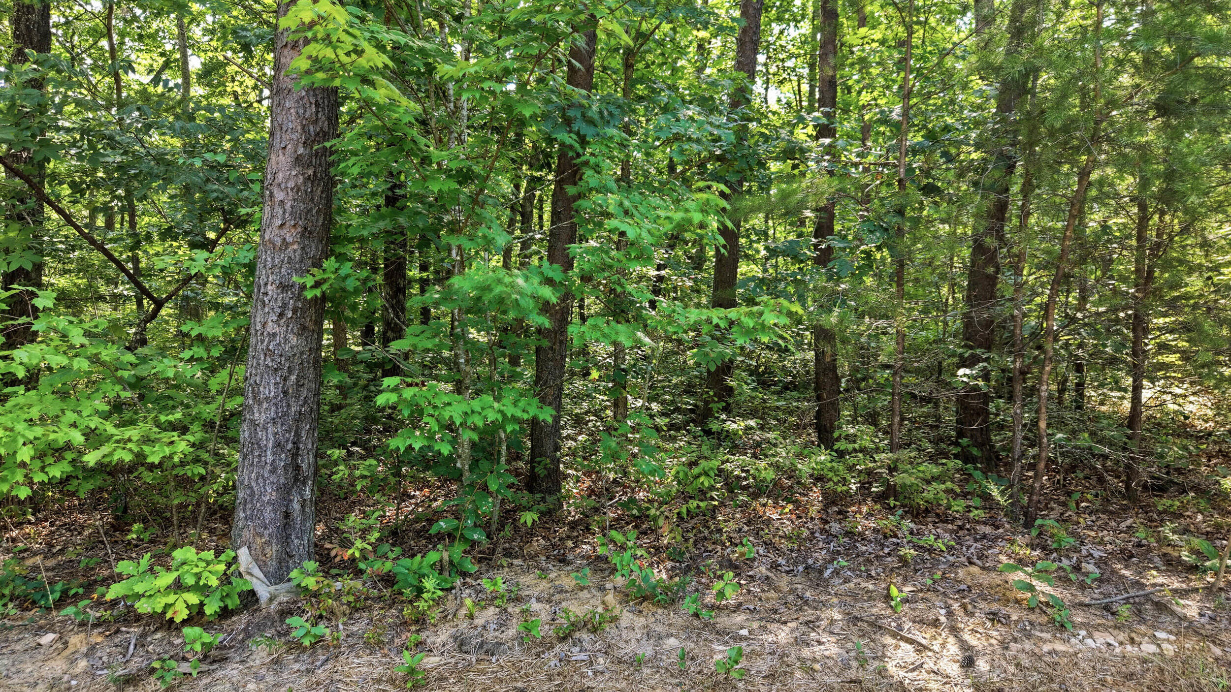 0 Timber View Road, Unit LOT 20 Pikeville, TN 37367 - Photo 6 of 18 Cumberland Overlook 7