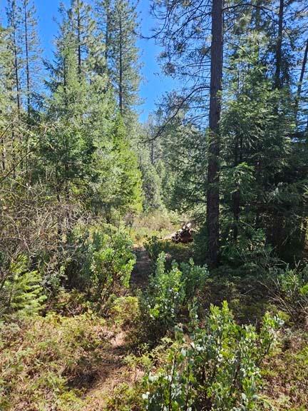 1 Indian Diggins Road Somerset, CA 95684 - Photo 4 of 8 a view of a garden with plants