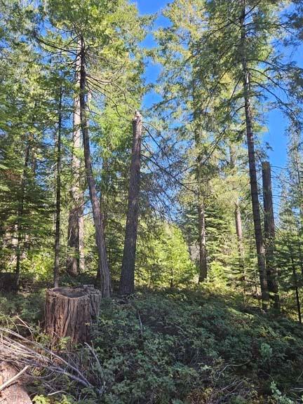1 Indian Diggins Road Somerset, CA 95684 - Photo 5 of 8 a view of outdoor space and trees