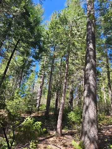 a view of a tree in a yard