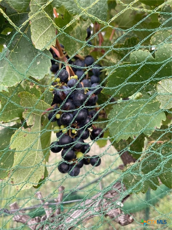 15049 Ranch Road 101 Kempner, TX 76539 - Photo 20 of 25 a backyard of a room
