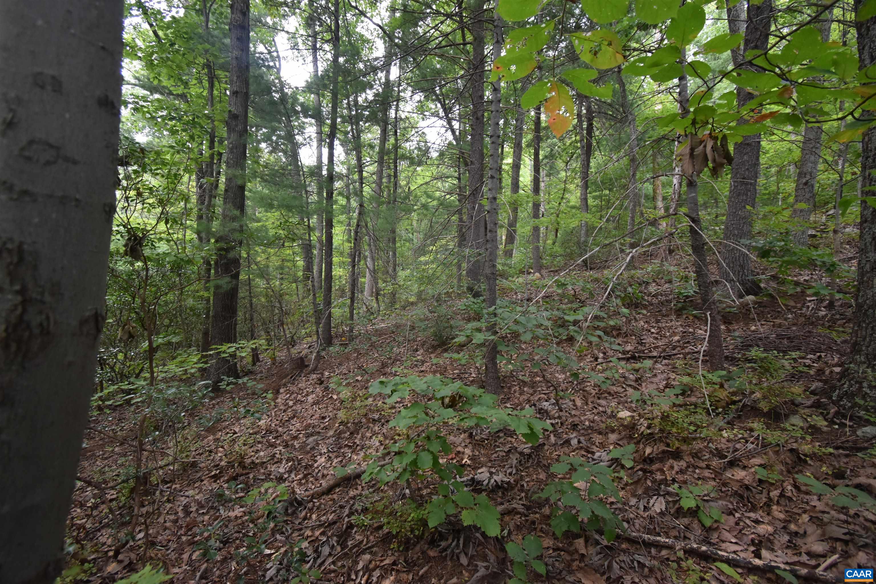 12 Old Mountain Road Stanardsville, VA 22973 - Photo 24 of 28 a view of a forest with trees in the background