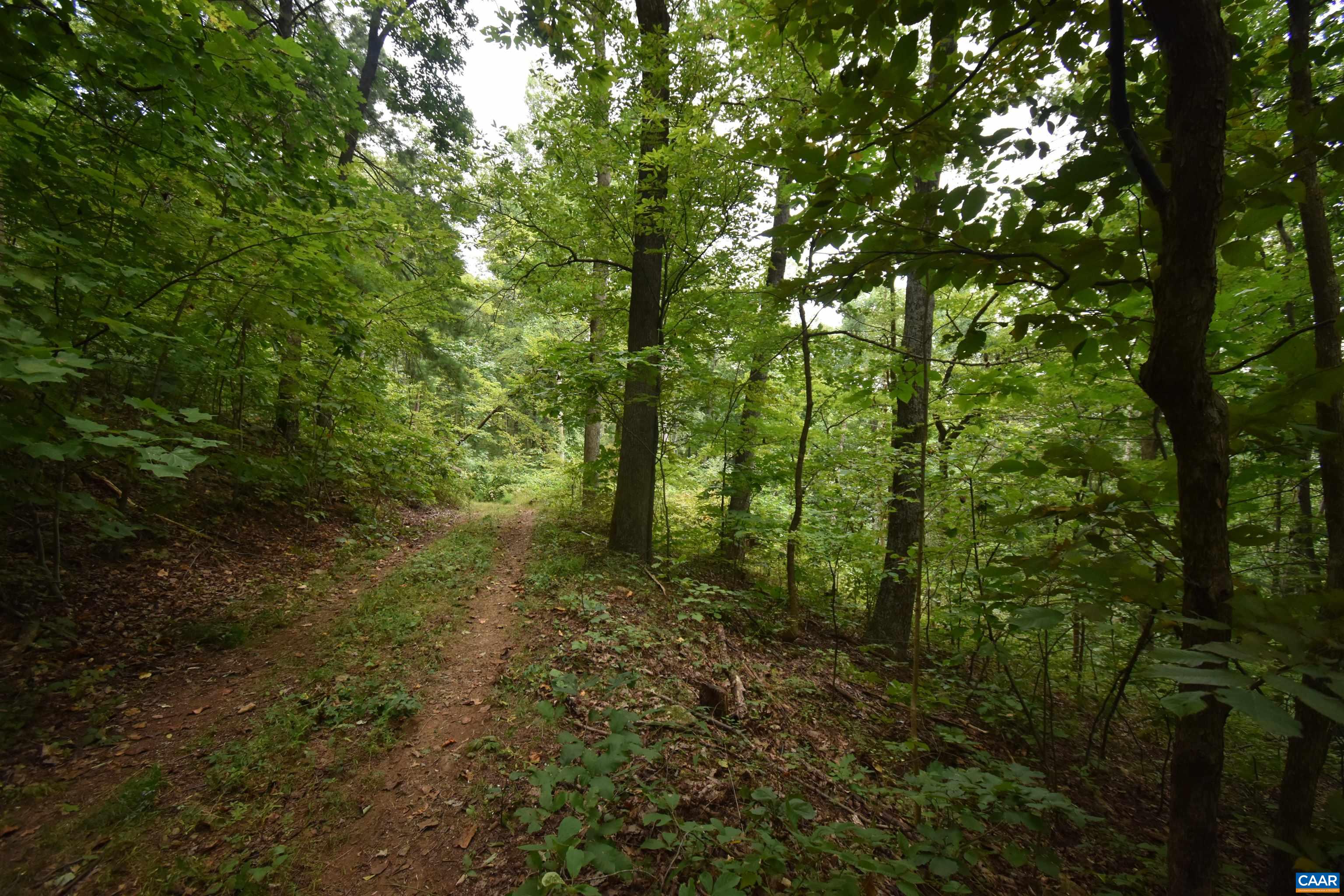 12 Old Mountain Road Stanardsville, VA 22973 - Photo 4 of 28 a view of a forest with trees in the background