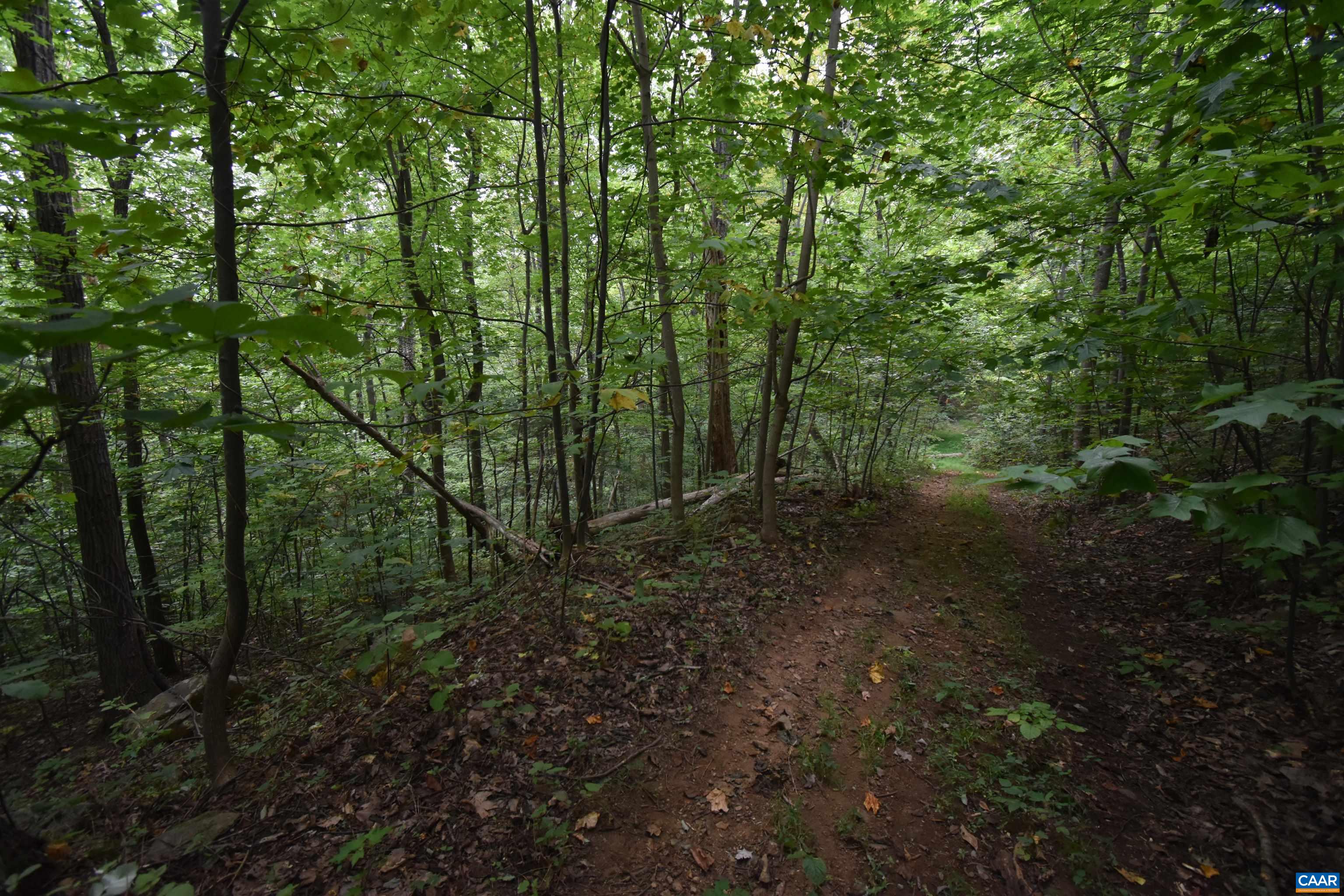 12 Old Mountain Road Stanardsville, VA 22973 - Photo 5 of 28 a view of a forest with trees in the background