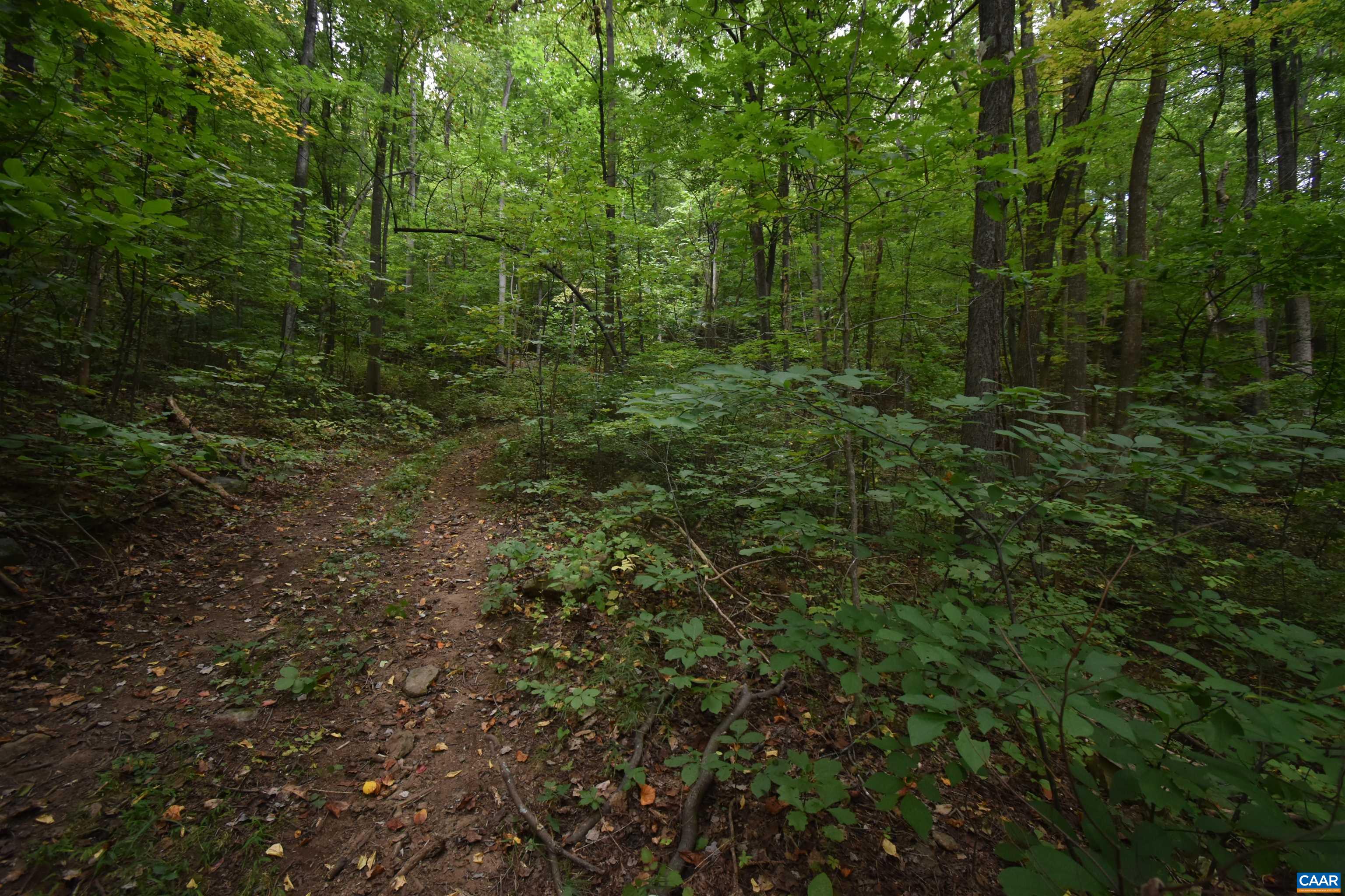 12 Old Mountain Road Stanardsville, VA 22973 - Photo 10 of 28 a view of a lush green forest