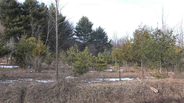 0 Downington Road Deckerville, MI 48427 - Photo 1 of 17 31050618.JPG