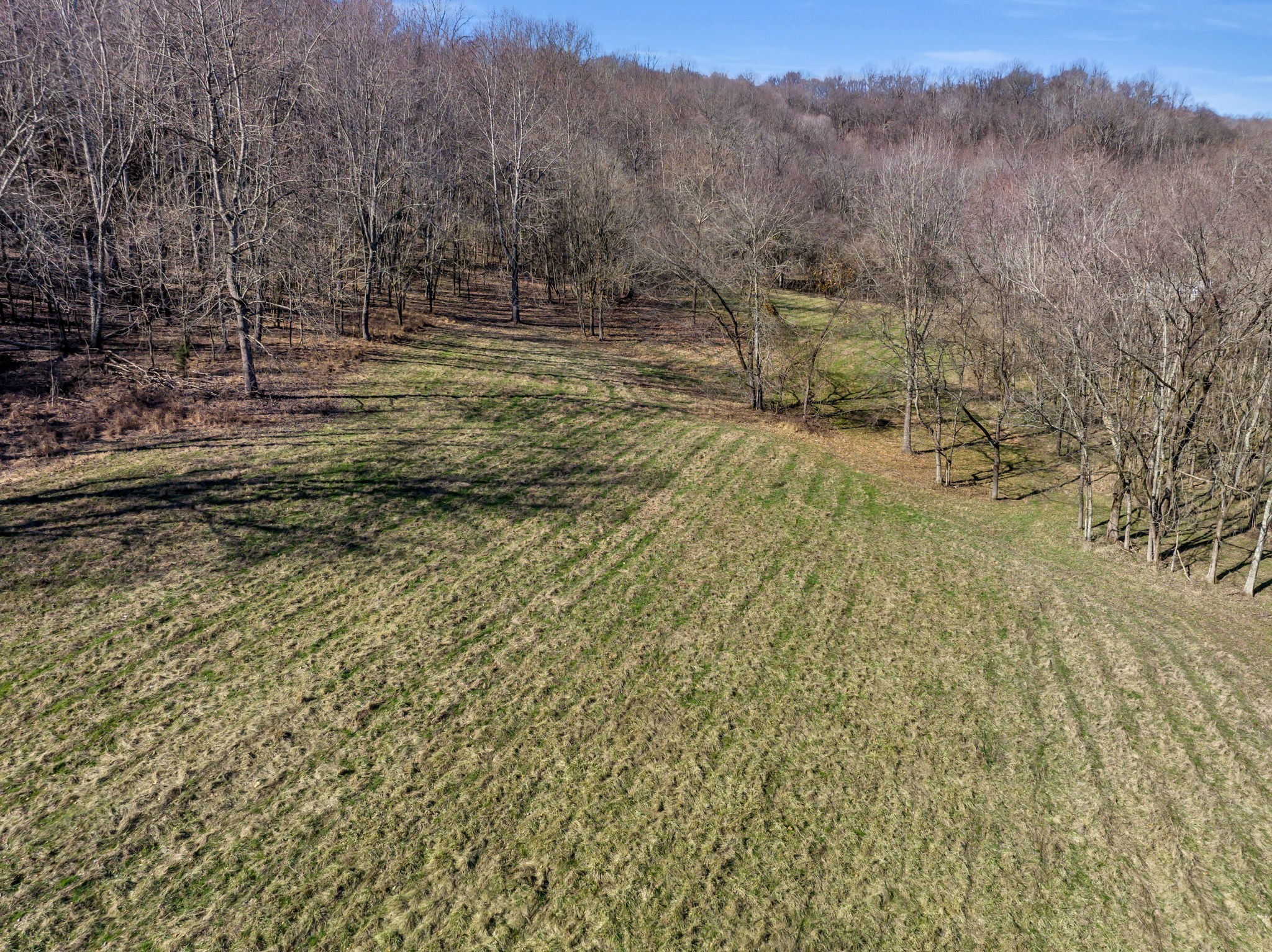3153 Blazer Road Franklin, TN 37064 - Photo 4 of 11 a view of a yard with a tree
