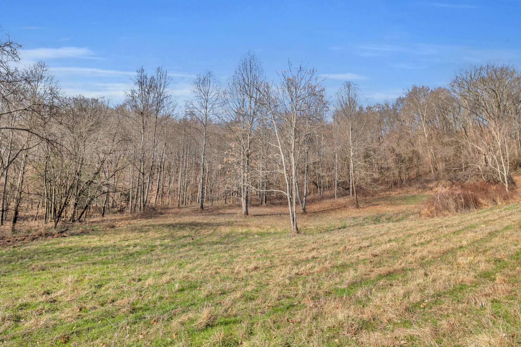 3153 Blazer Road Franklin, TN 37064 - Photo 8 of 11 a view of a yard with trees in the background