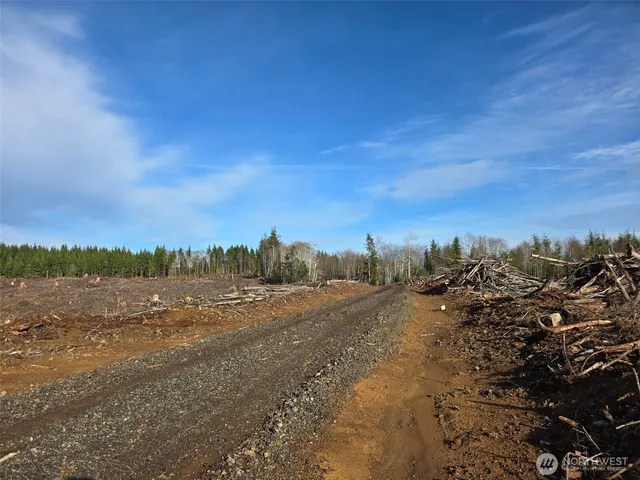 a view of a forest with trees
