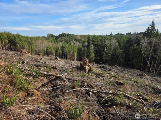 a view of a dry yard with trees